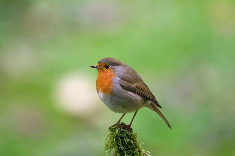 Robin